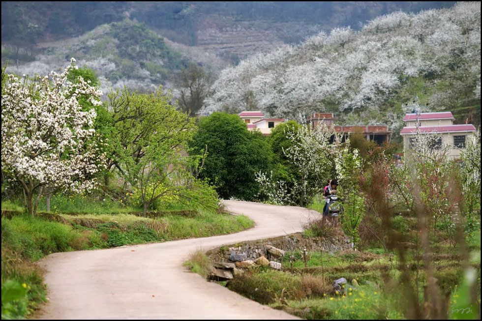 【春天，广西桂林灌阳县向您发出邀请！】我们在灌阳看梨花 - 游山玩水 - 铜川生活社区 - 铜川28生活网 tc.28life.com