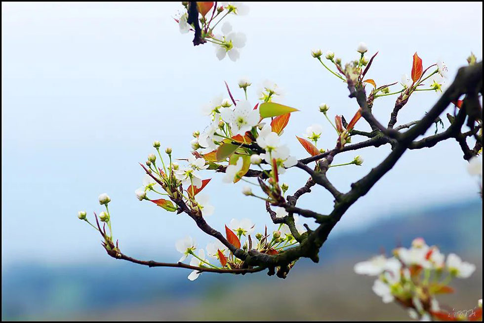 【春天，广西桂林灌阳县向您发出邀请！】我们在灌阳看梨花 - 游山玩水 - 铜川生活社区 - 铜川28生活网 tc.28life.com