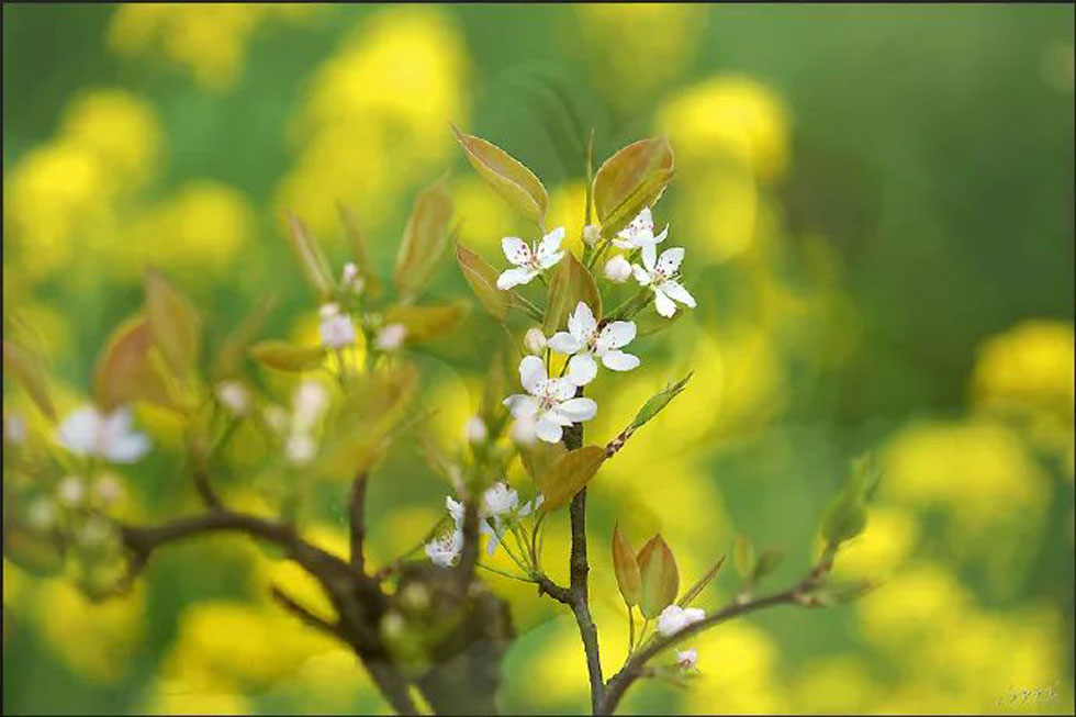 【春天，广西桂林灌阳县向您发出邀请！】我们在灌阳看梨花 - 游山玩水 - 铜川生活社区 - 铜川28生活网 tc.28life.com
