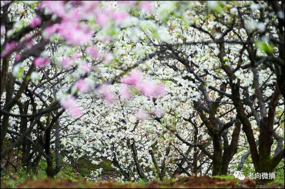 【春天，广西桂林灌阳县向您发出邀请！】我们在灌阳看梨花 - 游山玩水 - 铜川生活社区 - 铜川28生活网 tc.28life.com