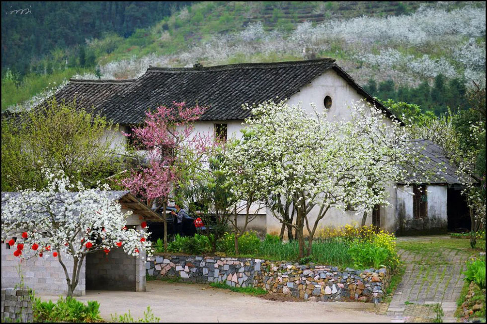 【春天，广西桂林灌阳县向您发出邀请！】我们在灌阳看梨花 - 游山玩水 - 铜川生活社区 - 铜川28生活网 tc.28life.com