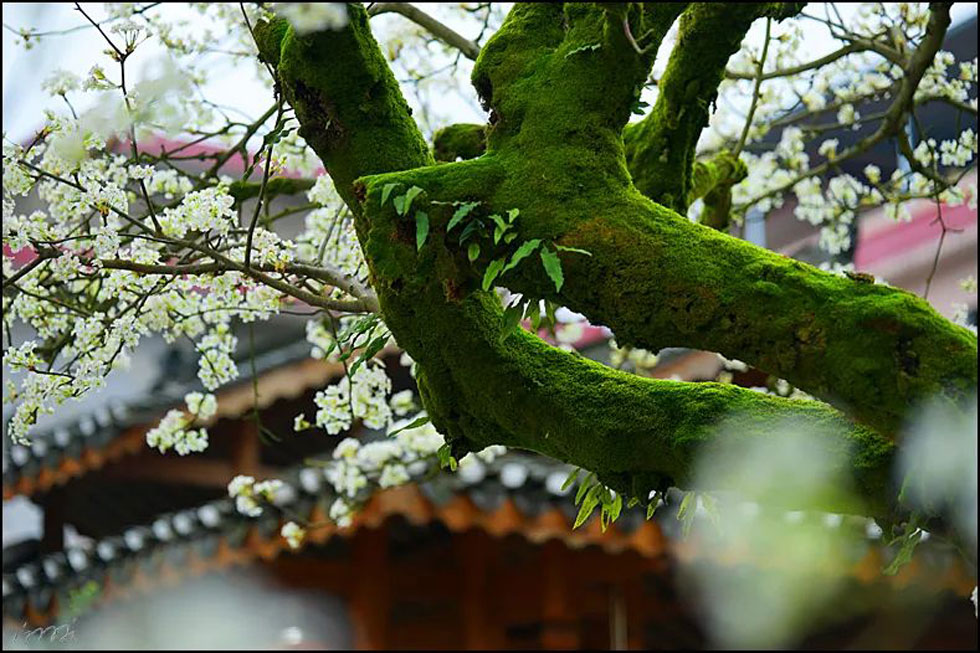 【春天，广西桂林灌阳县向您发出邀请！】我们在灌阳看梨花 - 游山玩水 - 铜川生活社区 - 铜川28生活网 tc.28life.com