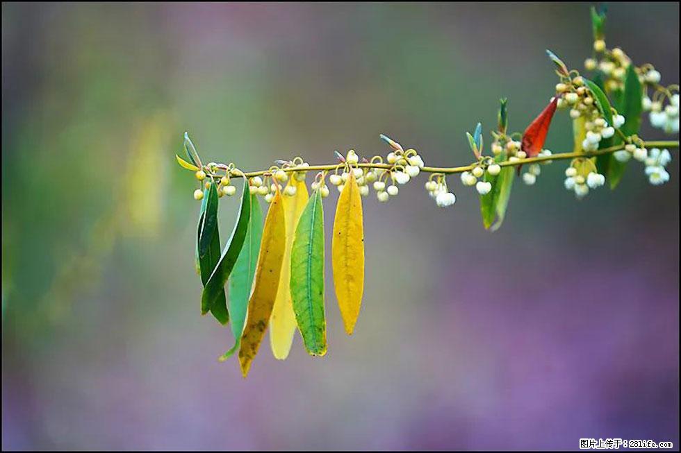 【春天，广西桂林灌阳县向您发出邀请！】米珠山前有片山苍子花在飘香 - 游山玩水 - 铜川生活社区 - 铜川28生活网 tc.28life.com