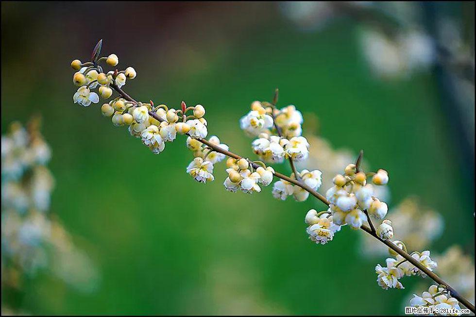 【春天，广西桂林灌阳县向您发出邀请！】米珠山前有片山苍子花在飘香 - 游山玩水 - 铜川生活社区 - 铜川28生活网 tc.28life.com