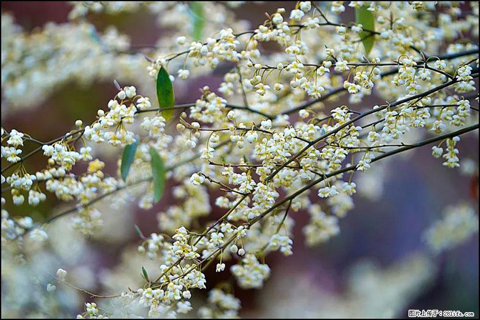 【春天，广西桂林灌阳县向您发出邀请！】米珠山前有片山苍子花在飘香 - 游山玩水 - 铜川生活社区 - 铜川28生活网 tc.28life.com