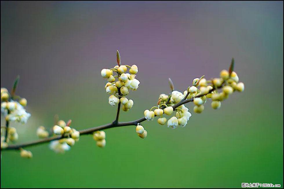 【春天，广西桂林灌阳县向您发出邀请！】米珠山前有片山苍子花在飘香 - 游山玩水 - 铜川生活社区 - 铜川28生活网 tc.28life.com