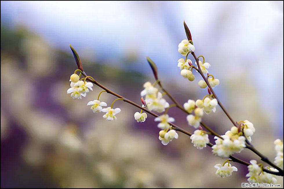 【春天，广西桂林灌阳县向您发出邀请！】米珠山前有片山苍子花在飘香 - 游山玩水 - 铜川生活社区 - 铜川28生活网 tc.28life.com