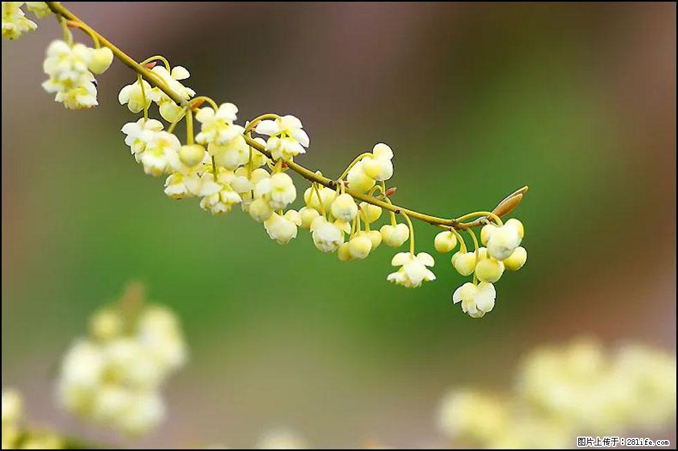 【春天，广西桂林灌阳县向您发出邀请！】米珠山前有片山苍子花在飘香 - 游山玩水 - 铜川生活社区 - 铜川28生活网 tc.28life.com