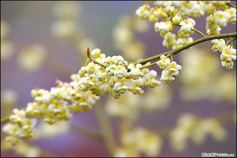 【春天，广西桂林灌阳县向您发出邀请！】米珠山前有片山苍子花在飘香 - 游山玩水 - 铜川生活社区 - 铜川28生活网 tc.28life.com