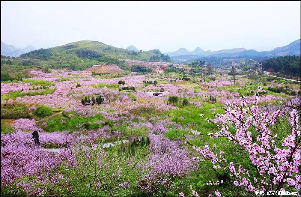 【春天,广西桂林灌阳县向您发出邀请!】官庄村有个醉美的桃花园 - 游山玩水 - 铜川生活社区 - 铜川28生活网 tc.28life.com
