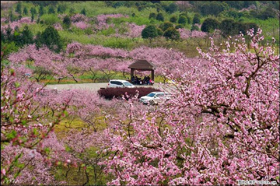 【春天,广西桂林灌阳县向您发出邀请!】官庄村有个醉美的桃花园 - 游山玩水 - 铜川生活社区 - 铜川28生活网 tc.28life.com