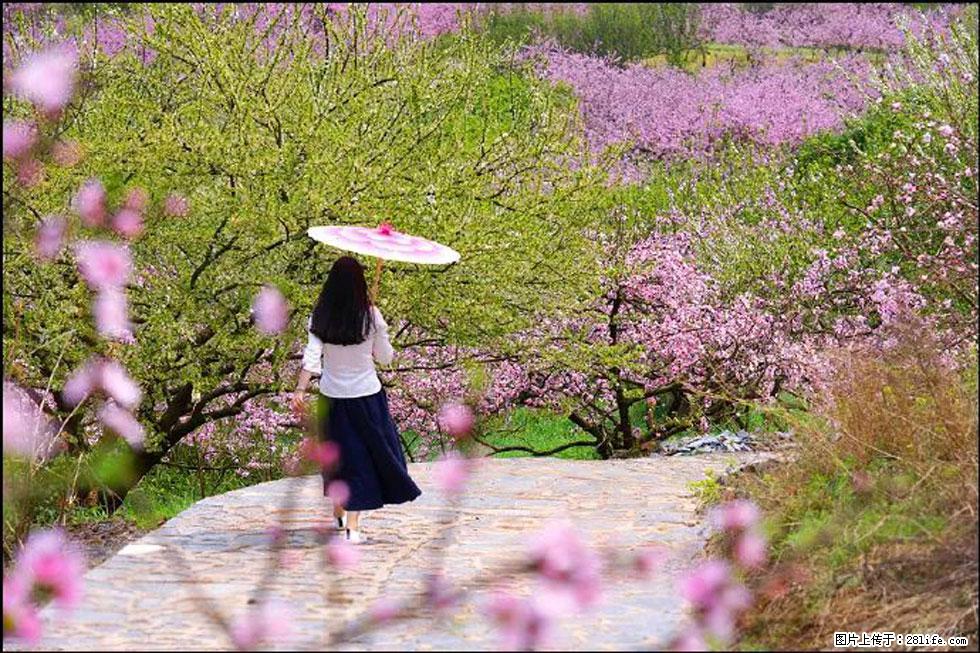 【春天,广西桂林灌阳县向您发出邀请!】官庄村有个醉美的桃花园 - 游山玩水 - 铜川生活社区 - 铜川28生活网 tc.28life.com
