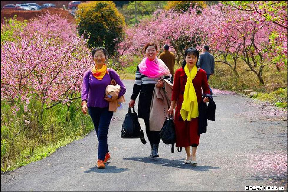 【春天,广西桂林灌阳县向您发出邀请!】官庄村有个醉美的桃花园 - 游山玩水 - 铜川生活社区 - 铜川28生活网 tc.28life.com