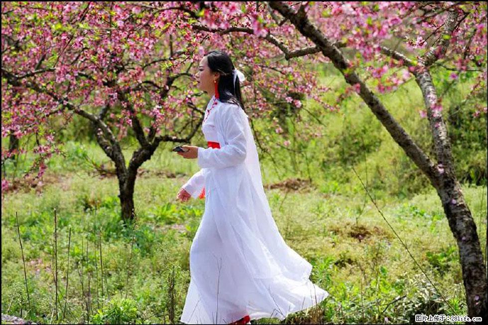 【春天,广西桂林灌阳县向您发出邀请!】官庄村有个醉美的桃花园 - 游山玩水 - 铜川生活社区 - 铜川28生活网 tc.28life.com