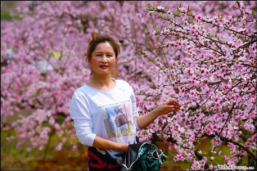 【春天,广西桂林灌阳县向您发出邀请!】官庄村有个醉美的桃花园 - 游山玩水 - 铜川生活社区 - 铜川28生活网 tc.28life.com
