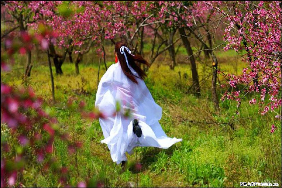 【春天,广西桂林灌阳县向您发出邀请!】官庄村有个醉美的桃花园 - 游山玩水 - 铜川生活社区 - 铜川28生活网 tc.28life.com