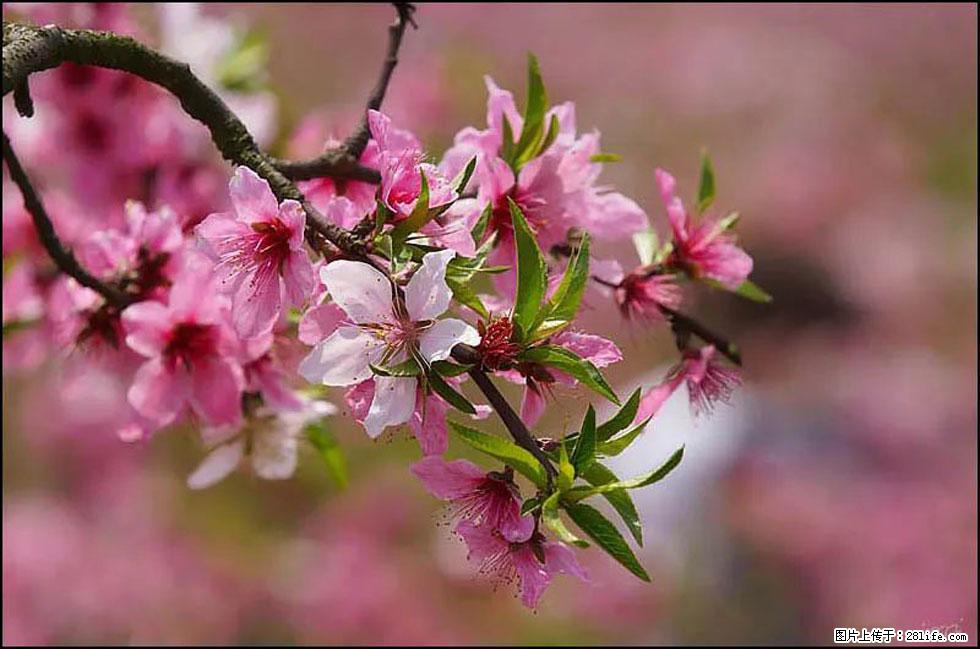 【春天,广西桂林灌阳县向您发出邀请!】官庄村有个醉美的桃花园 - 游山玩水 - 铜川生活社区 - 铜川28生活网 tc.28life.com