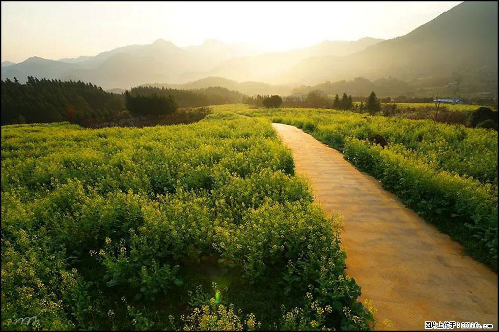 【春天，广西桂林灌阳县向您发出邀请！】长坪村油菜盛情花开 - 游山玩水 - 铜川生活社区 - 铜川28生活网 tc.28life.com