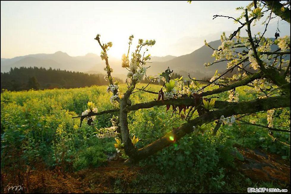 【春天，广西桂林灌阳县向您发出邀请！】长坪村油菜盛情花开 - 游山玩水 - 铜川生活社区 - 铜川28生活网 tc.28life.com