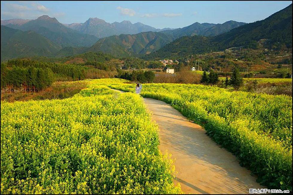 【春天，广西桂林灌阳县向您发出邀请！】长坪村油菜盛情花开 - 游山玩水 - 铜川生活社区 - 铜川28生活网 tc.28life.com