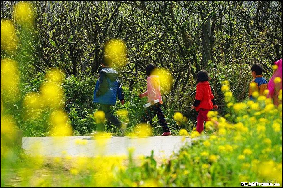 【春天，广西桂林灌阳县向您发出邀请！】长坪村油菜盛情花开 - 游山玩水 - 铜川生活社区 - 铜川28生活网 tc.28life.com