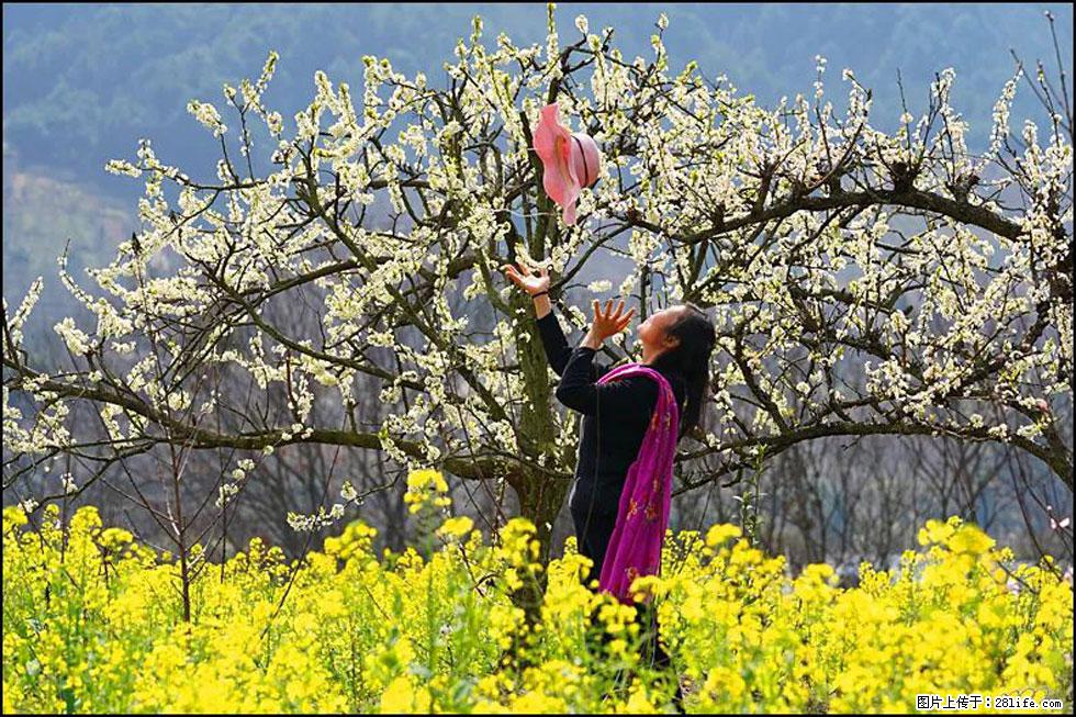 【春天，广西桂林灌阳县向您发出邀请！】长坪村油菜盛情花开 - 游山玩水 - 铜川生活社区 - 铜川28生活网 tc.28life.com