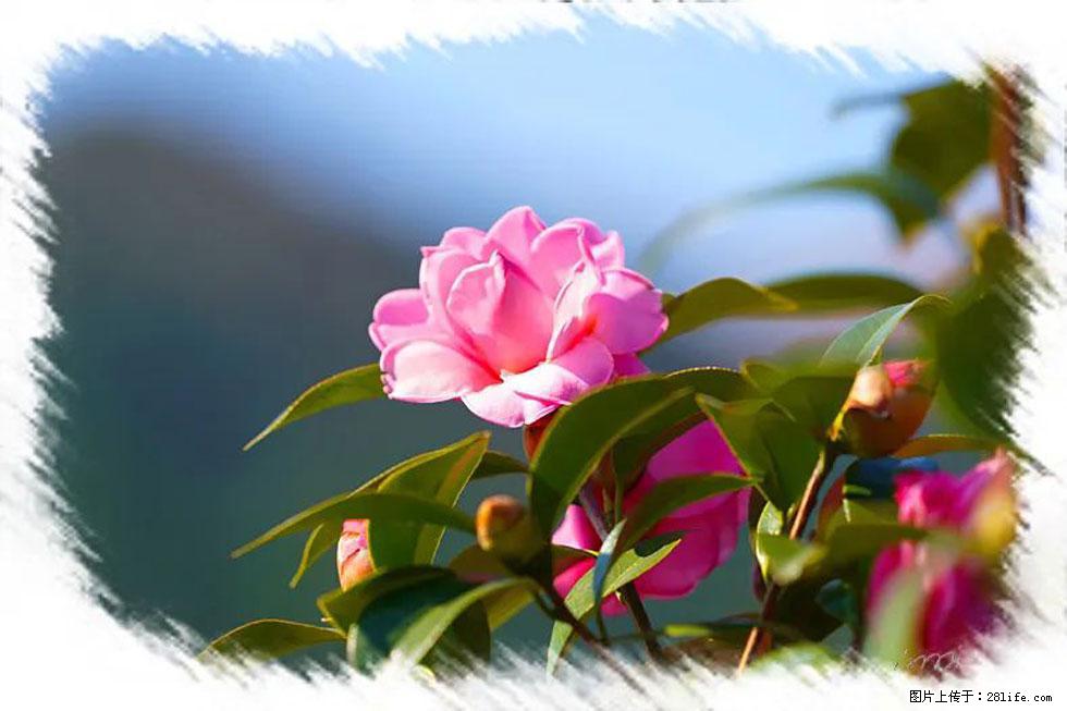 【春天，广西桂林灌阳县向您发出邀请！】杨柳井茶花惹人爱 - 游山玩水 - 铜川生活社区 - 铜川28生活网 tc.28life.com