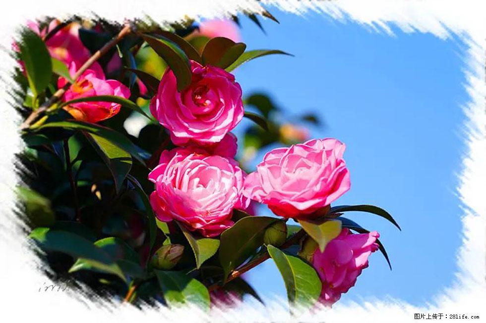 【春天，广西桂林灌阳县向您发出邀请！】杨柳井茶花惹人爱 - 游山玩水 - 铜川生活社区 - 铜川28生活网 tc.28life.com