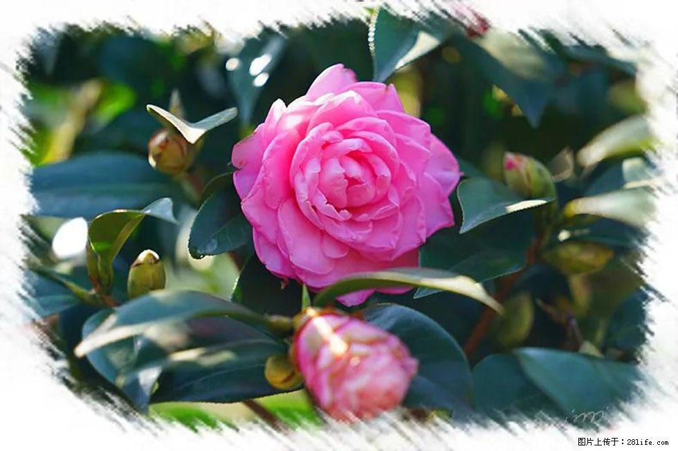 【春天，广西桂林灌阳县向您发出邀请！】杨柳井茶花惹人爱 - 游山玩水 - 铜川生活社区 - 铜川28生活网 tc.28life.com