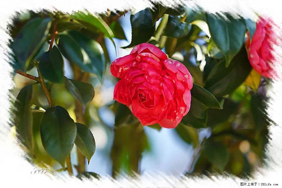 【春天，广西桂林灌阳县向您发出邀请！】杨柳井茶花惹人爱 - 游山玩水 - 铜川生活社区 - 铜川28生活网 tc.28life.com