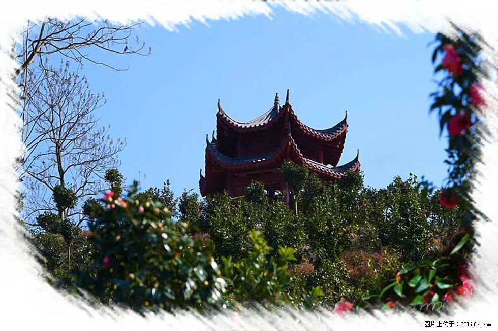 【春天，广西桂林灌阳县向您发出邀请！】杨柳井茶花惹人爱 - 游山玩水 - 铜川生活社区 - 铜川28生活网 tc.28life.com