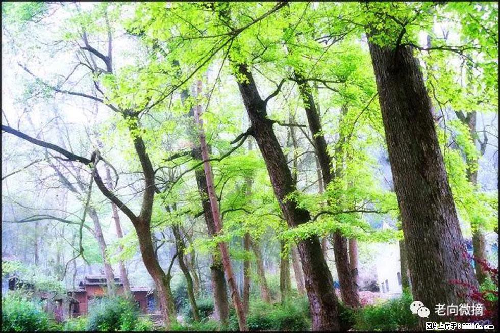 【春天，广西桂林灌阳县向您发出邀请！】在小龙村与春天约会 - 游山玩水 - 铜川生活社区 - 铜川28生活网 tc.28life.com