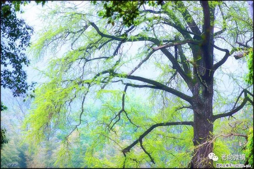 【春天，广西桂林灌阳县向您发出邀请！】在小龙村与春天约会 - 游山玩水 - 铜川生活社区 - 铜川28生活网 tc.28life.com