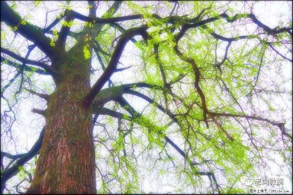 【春天，广西桂林灌阳县向您发出邀请！】在小龙村与春天约会 - 游山玩水 - 铜川生活社区 - 铜川28生活网 tc.28life.com