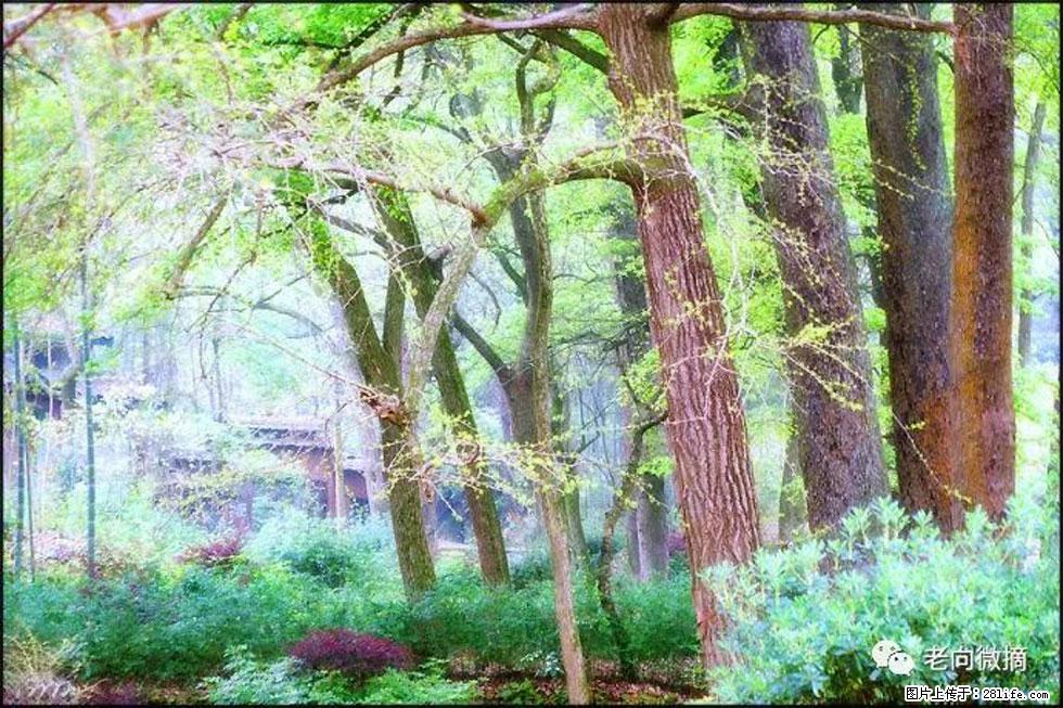 【春天，广西桂林灌阳县向您发出邀请！】在小龙村与春天约会 - 游山玩水 - 铜川生活社区 - 铜川28生活网 tc.28life.com