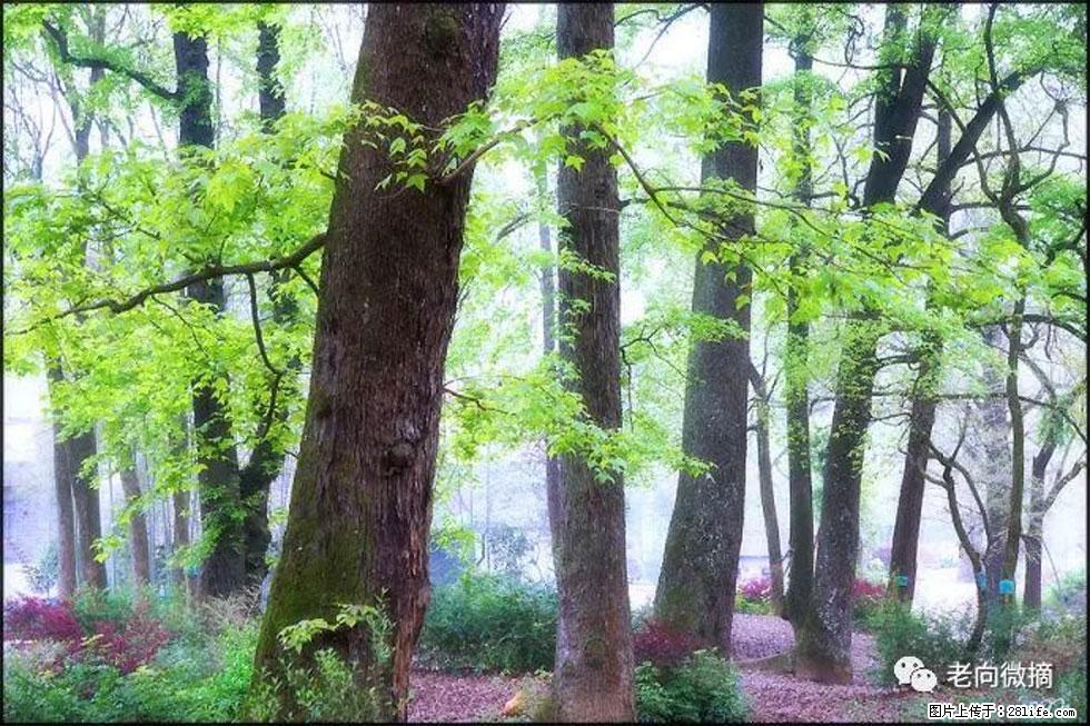 【春天，广西桂林灌阳县向您发出邀请！】在小龙村与春天约会 - 游山玩水 - 铜川生活社区 - 铜川28生活网 tc.28life.com