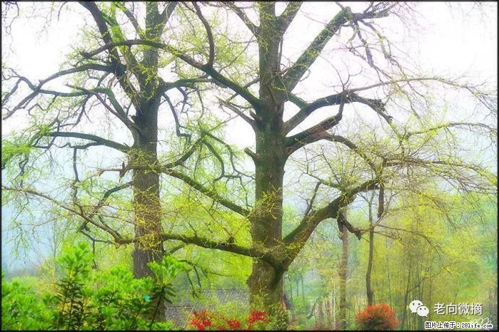 【春天，广西桂林灌阳县向您发出邀请！】在小龙村与春天约会 - 游山玩水 - 铜川生活社区 - 铜川28生活网 tc.28life.com