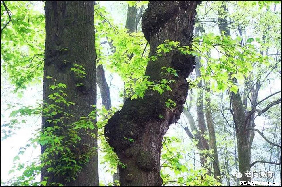 【春天，广西桂林灌阳县向您发出邀请！】在小龙村与春天约会 - 游山玩水 - 铜川生活社区 - 铜川28生活网 tc.28life.com