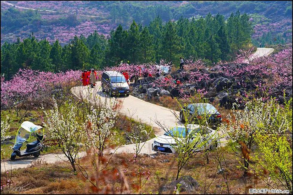 【春天，广西桂林灌阳县向您发出邀请！】望月岭上桃花开 - 游山玩水 - 铜川生活社区 - 铜川28生活网 tc.28life.com