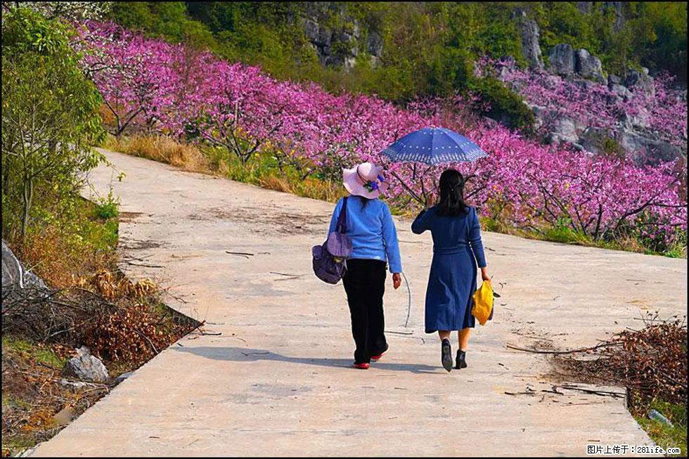 【春天，广西桂林灌阳县向您发出邀请！】望月岭上桃花开 - 游山玩水 - 铜川生活社区 - 铜川28生活网 tc.28life.com