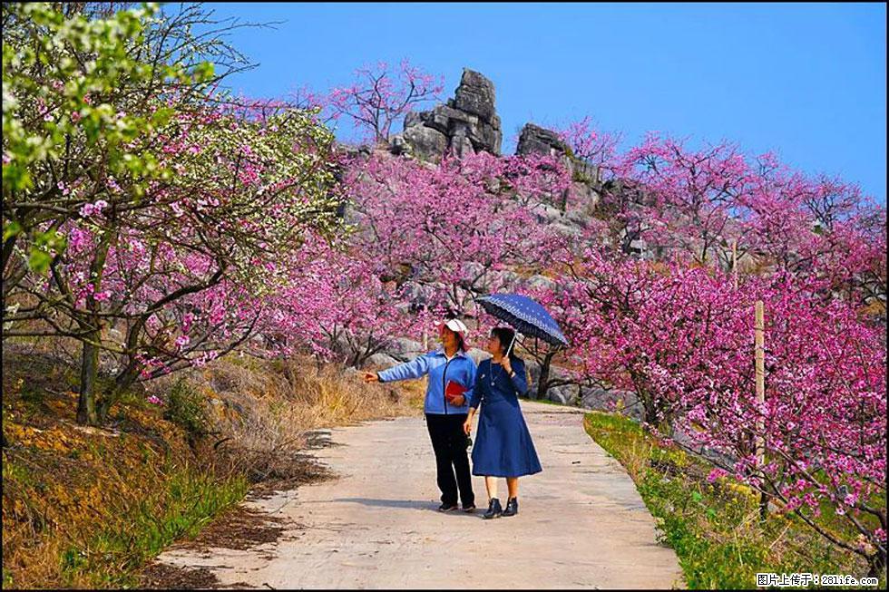 【春天，广西桂林灌阳县向您发出邀请！】望月岭上桃花开 - 游山玩水 - 铜川生活社区 - 铜川28生活网 tc.28life.com