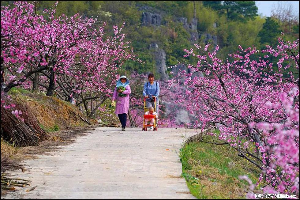 【春天，广西桂林灌阳县向您发出邀请！】望月岭上桃花开 - 游山玩水 - 铜川生活社区 - 铜川28生活网 tc.28life.com