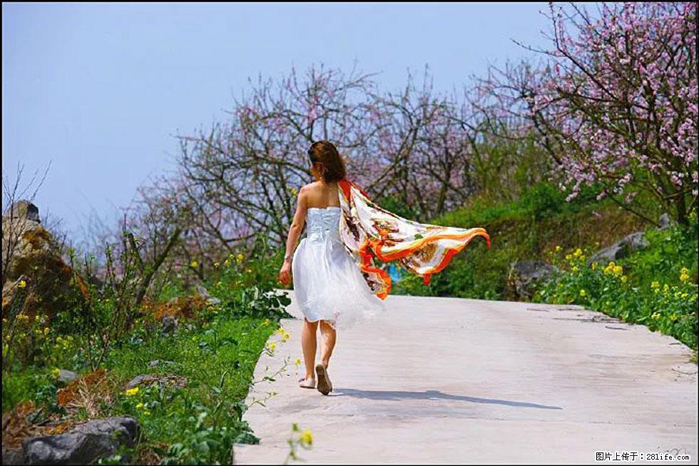 【春天，广西桂林灌阳县向您发出邀请！】望月岭上桃花开 - 游山玩水 - 铜川生活社区 - 铜川28生活网 tc.28life.com