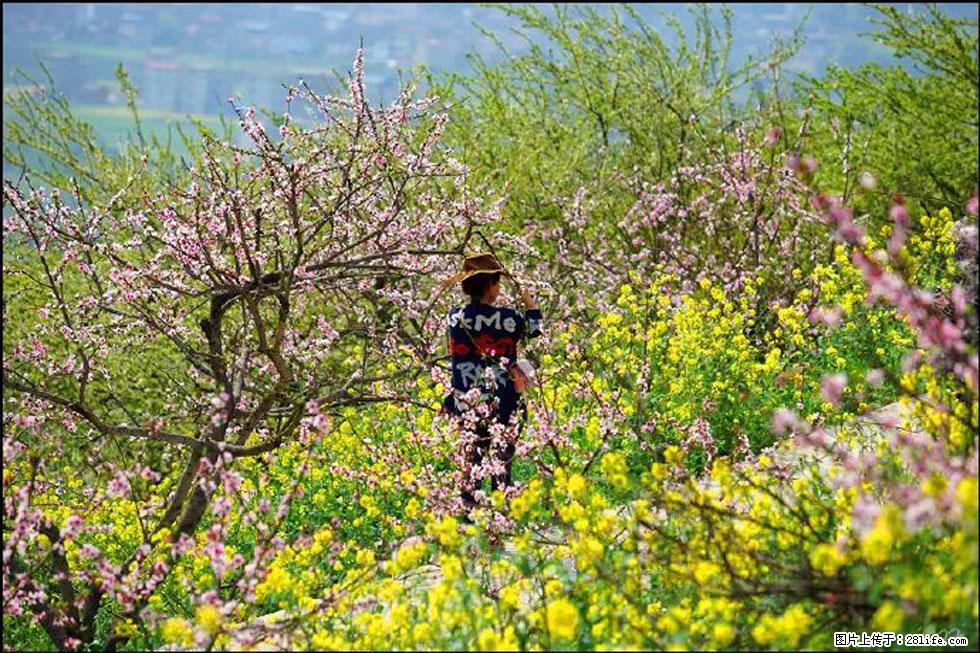 【春天，广西桂林灌阳县向您发出邀请！】望月岭上桃花开 - 游山玩水 - 铜川生活社区 - 铜川28生活网 tc.28life.com
