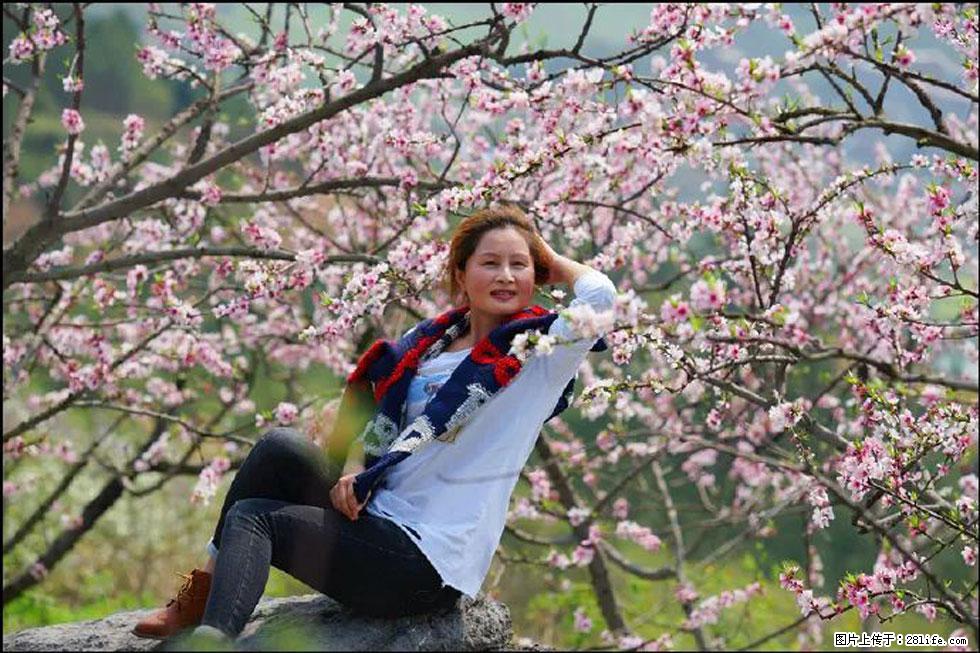 【春天，广西桂林灌阳县向您发出邀请！】望月岭上桃花开 - 游山玩水 - 铜川生活社区 - 铜川28生活网 tc.28life.com