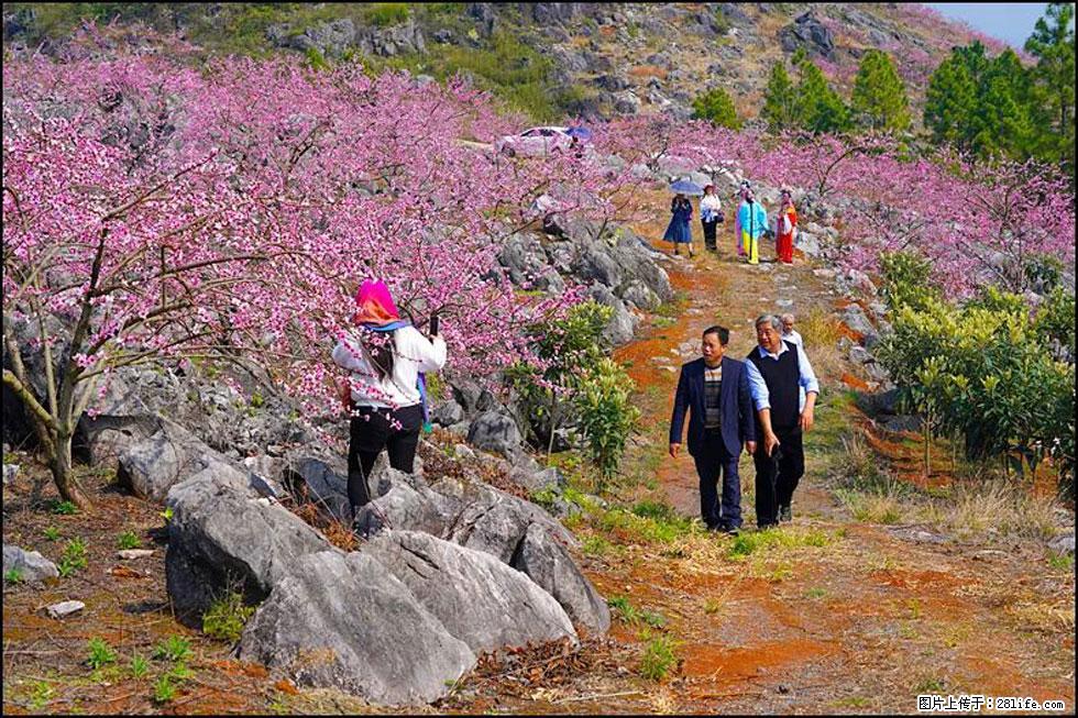 【春天，广西桂林灌阳县向您发出邀请！】望月岭上桃花开 - 游山玩水 - 铜川生活社区 - 铜川28生活网 tc.28life.com
