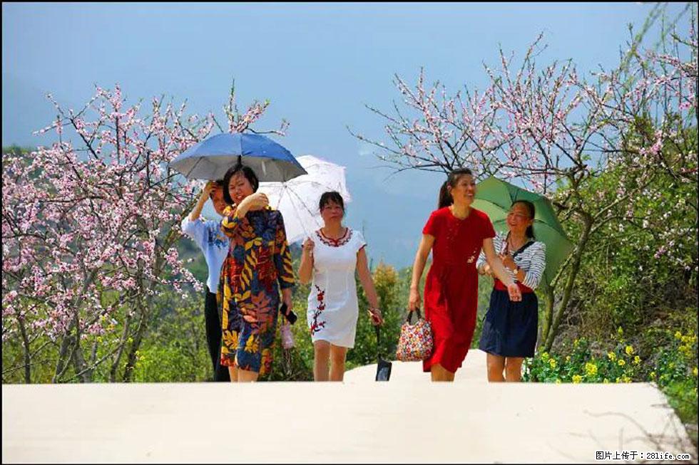 【春天，广西桂林灌阳县向您发出邀请！】望月岭上桃花开 - 游山玩水 - 铜川生活社区 - 铜川28生活网 tc.28life.com