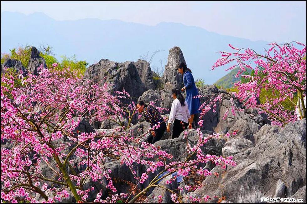 【春天，广西桂林灌阳县向您发出邀请！】望月岭上桃花开 - 游山玩水 - 铜川生活社区 - 铜川28生活网 tc.28life.com