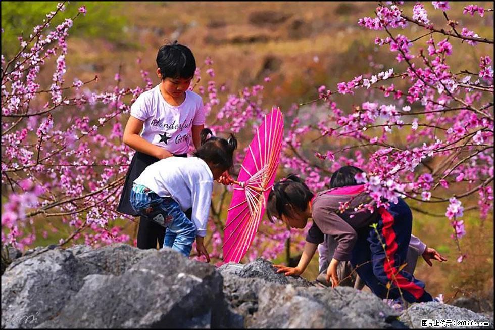 【春天，广西桂林灌阳县向您发出邀请！】望月岭上桃花开 - 游山玩水 - 铜川生活社区 - 铜川28生活网 tc.28life.com