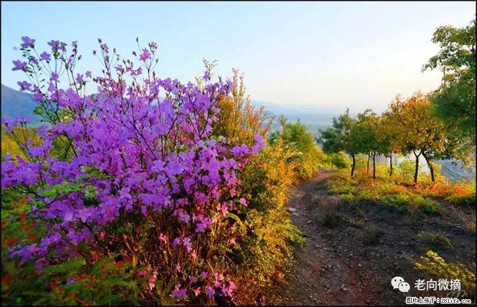 【春天，广西桂林灌阳县向您发出邀请！】登麒麟山，相约映山红 - 游山玩水 - 铜川生活社区 - 铜川28生活网 tc.28life.com